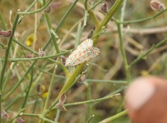 Utetheisa lotrix lotrix