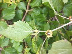 Physalis cordata