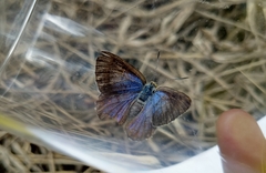 Hypochrysops ignitus