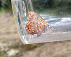 Hypochrysops ignitus