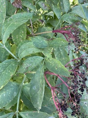 Sambucus nigra
