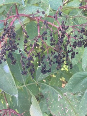 Sambucus nigra