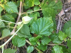 Physalis cordata