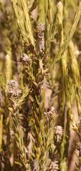 Phylica montana