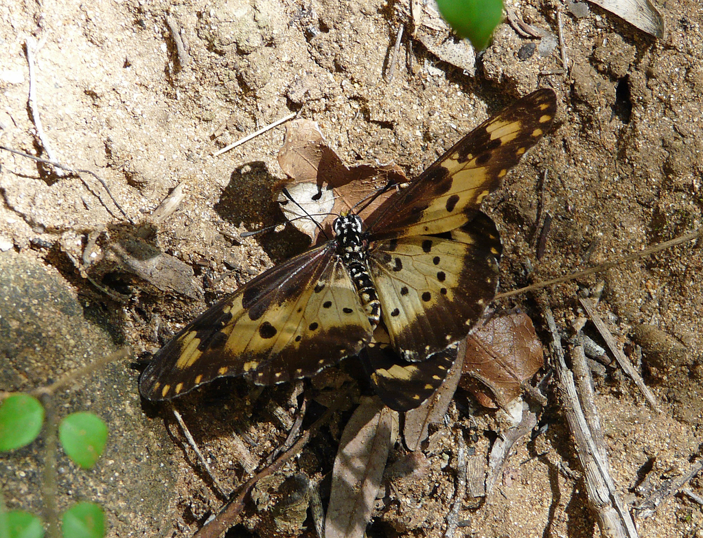 Acraea turna
