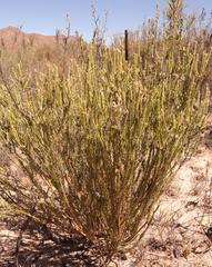 Phylica montana