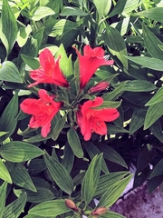 Alstroemeria aurea