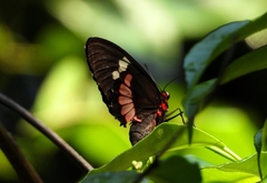 Parides iphidamas