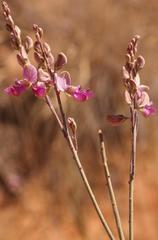 Polygala ephedroides