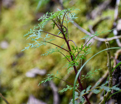 Centropogon dissectus