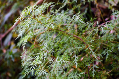 Centropogon dissectus