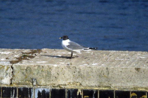 Gaviota de Sabine (Xema sabini)