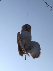 Tyto alba tuidara