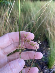 Juncus continuus
