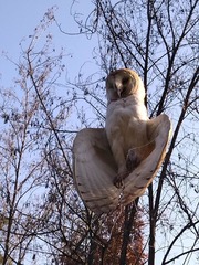 Tyto alba tuidara