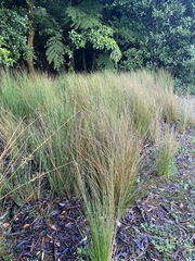 Juncus continuus
