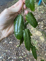 Aristolochia laheyana
