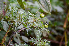 Centropogon dissectus