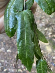 Aristolochia laheyana