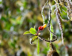Columnea dielsii