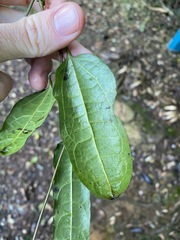 Aristolochia laheyana