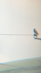 Aves