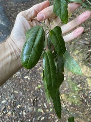 Aristolochia laheyana