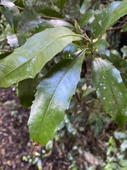 Polyosma cunninghamii