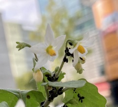 Solanum nigrum