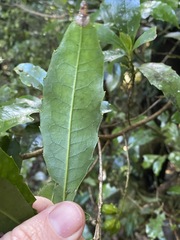 Polyosma cunninghamii