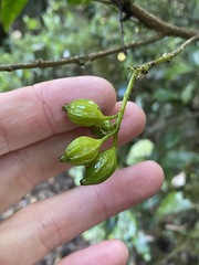 Polyosma cunninghamii