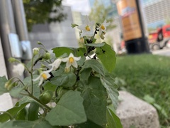 Solanum nigrum