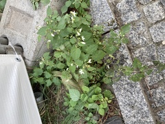 Solanum nigrum