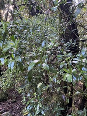 Polyosma cunninghamii