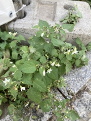Solanum nigrum