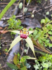 Caladenia valida
