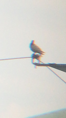 Aves