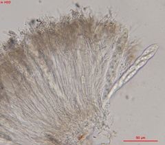 Propolis farinosa