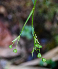Libertia colombiana