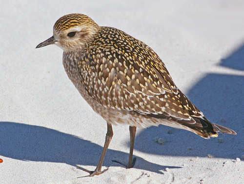 American Golden-Plover