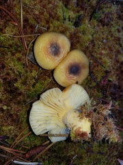 Hygrophorus boyeri