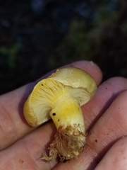 Hygrophorus boyeri