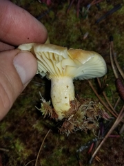 Hygrophorus boyeri
