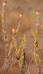 Athanasia leptocephala