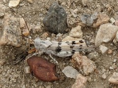 Trimerotropis titusi