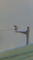 Aves