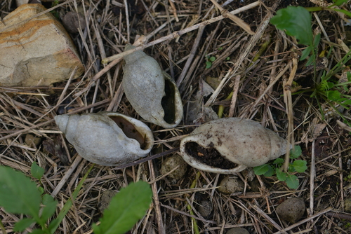 Placostylus observed 2021-07-25