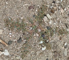Euphorbia ocellata