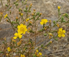 Deinandra pentactis