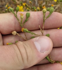 Deinandra pentactis